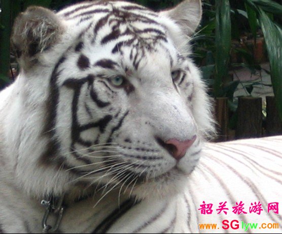 韶关到广州香江野生动物园一日游