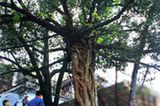 丹霞山鸳鸯树