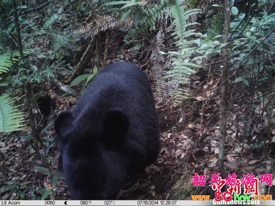 韶关乳源南岭国家森林公园发现野生黑熊