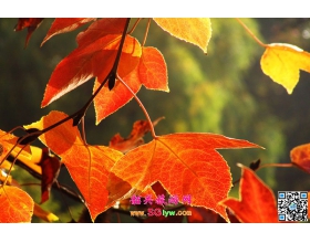 韶关秋景好去处——南岭国家森林公园 秋色斑斓红叶处处