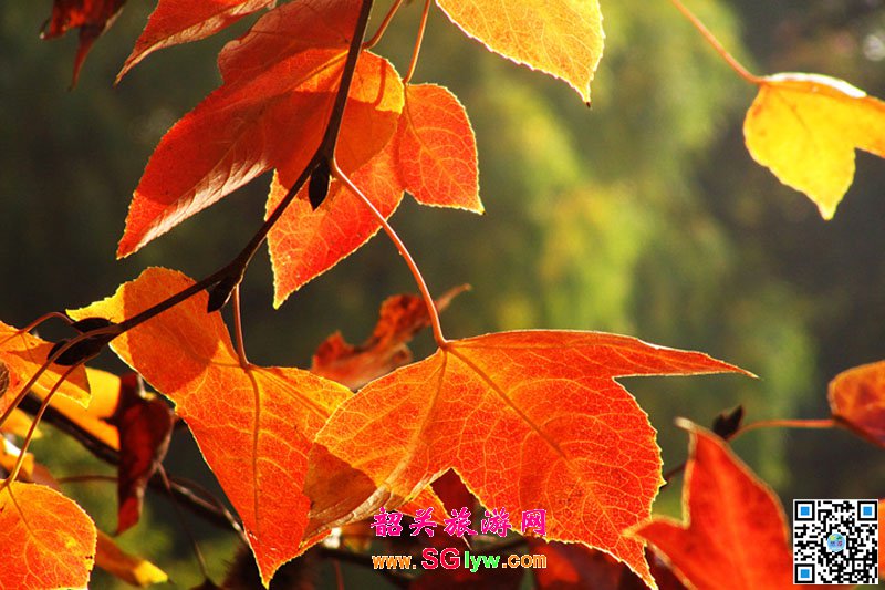 韶关秋景好去处——南岭国家森林公园秋色斑斓红叶处处