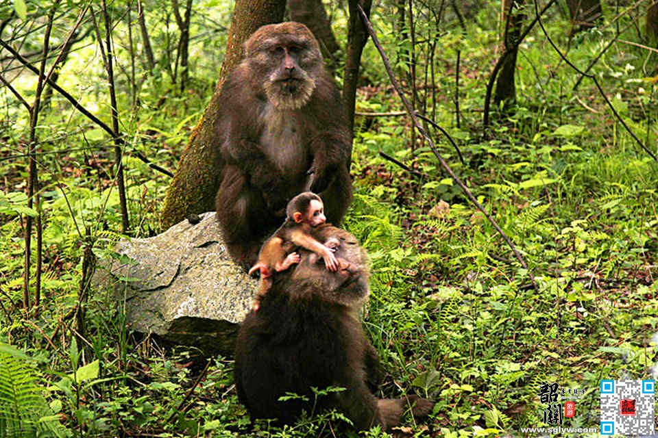 广东粤北韶关华南虎省级保护区发现藏酋猴