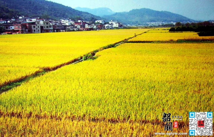 2022年韶关始兴县石下村举行“中国农民丰收节”