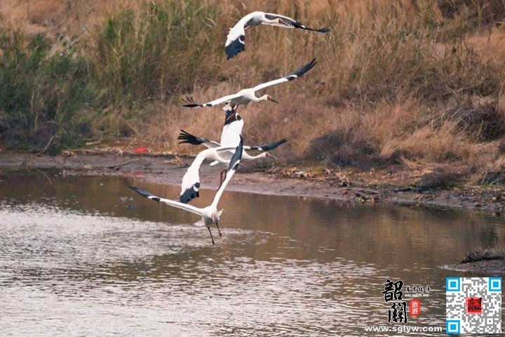 始兴南山省级自然保护区白鹤