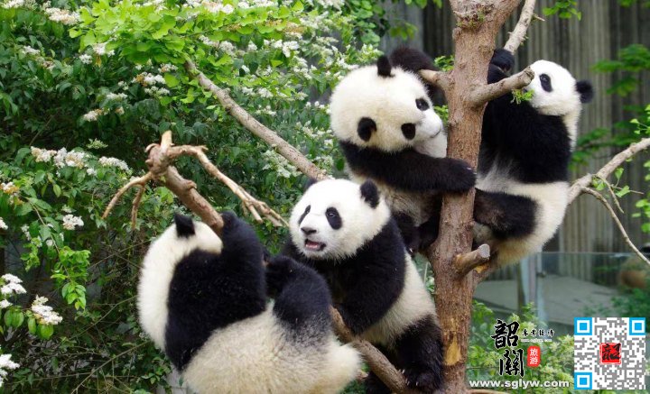 熊猫乐园—松州古城