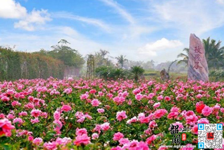亚龙湾国际玫瑰谷