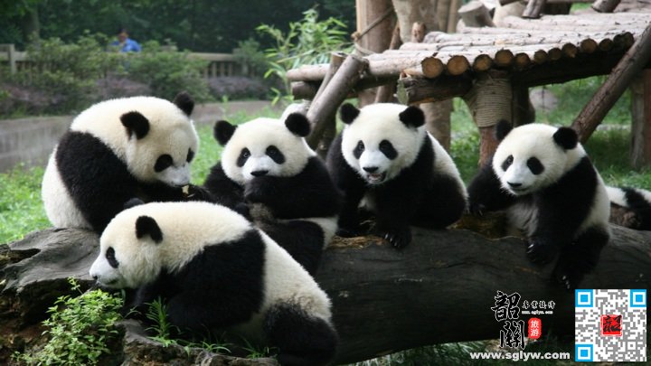 九寨沟、黄龙、熊猫乐园、松潘古城双高5日游