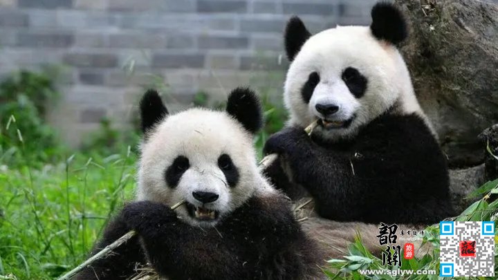成都-熊猫乐园--九寨