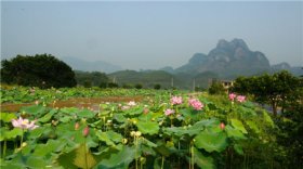 14:00:57点击:90好评:0夏至前后,韶关丹霞山景区周边村落的荷花竞相