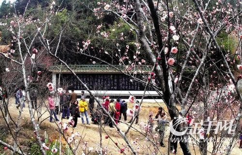 游秦关古道赏绝美梅花