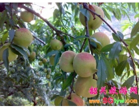 2010翁源九仙桃令游客满载而归