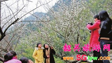 韶关南雄冬季赏梅人数络绎不绝