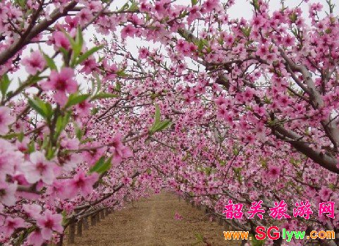韶关乳源游溪桃花盛开
