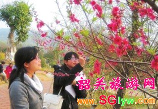 韶关学院桃花樱花盛开