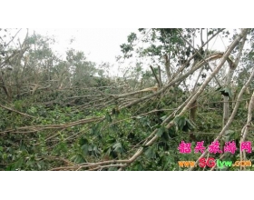 韶关暴雨冰雹极端天气华南虎险“逃走”