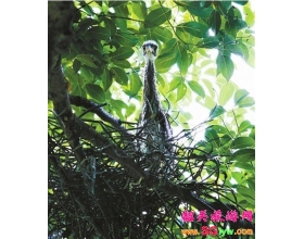 青嶂山省级自然保护区再次惊现海南鳽