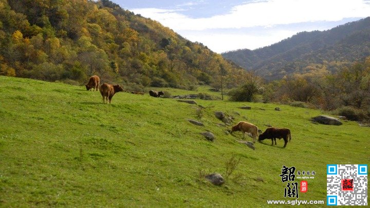 汉中—千年银杏树—秦岭深处醉美乡村公路—留坝老街—狮子沟牧场—汉中