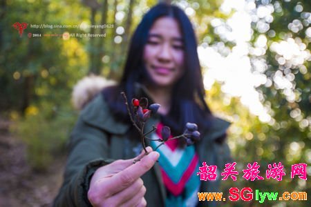 丹霞山红豆