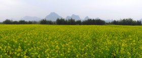 韶关仁化丹霞山夏富村油菜花盛开