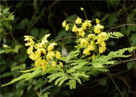 丹霞山五一节假日看花