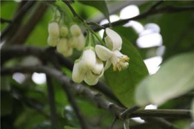 韶关丹霞山4月到6月旅游赏花