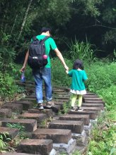 韶关丹霞山卧龙岗景区初夏梧桐花开
